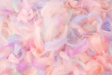 Colorful feather background, top view.
