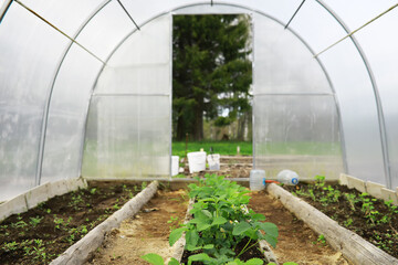 Greenhouse Interior with Young Seedlings in Raised Garden Beds