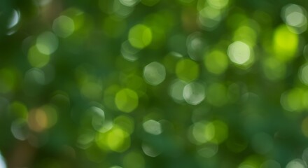Obraz premium Soft green bokeh lights create a beautiful abstract natural background