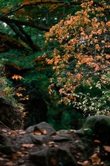 low light autumn forest soft focus orange foliage tree dusk atmospheric environment space vertical...