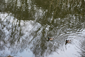 Two Mallard Ducks Swimming on a Reflective Pond with Tree Branches in Winter
