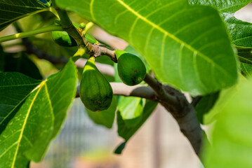 Close-up of a green fig fruit on a branch, enveloped by lush green leaves, highlighting the natural beauty and growth process in a serene outdoor setting