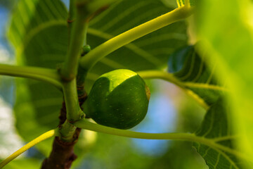Green fig fruit growing on a branch surrounded by vibrant green leaves, showcasing the beauty of nature and the process of fruit development in a lush environment