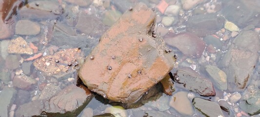 Rocky shoreline with algae and small creatures