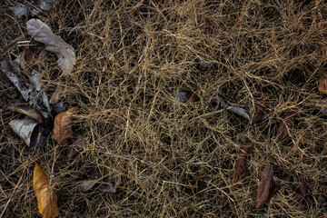 Texture of dry grass and fallen autumn leaves on the ground. Abstract natural background