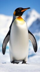 Obraz premium Emperor penguin on ice, sunny day