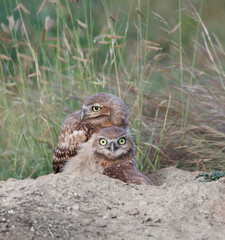 cute Burrowing owl chicks on nest with prairie grass in background