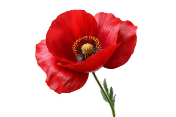 Red poppy flower isolated on a transparent background in PNG format.