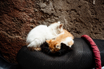 Katzen Babies in Marrakesch