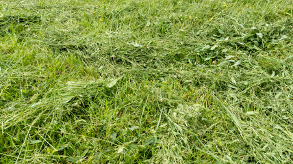 Mown Grass Lawn in the Meadow Field