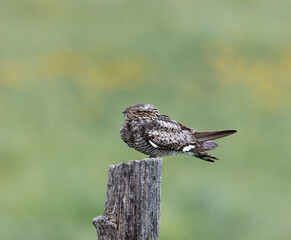 Beautiful Common Nighthawk sitting on rustic wood post with creamy bokeh backdrop