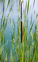 A close view of the cattail close to the water.
