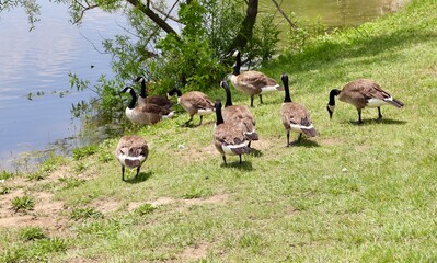 A close view of the flock of geese in the grass. © Al