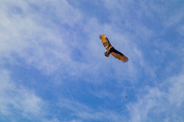 Turkey vulture flying high with wings spread against blue sky with white clouds, brown plumage, sunny spring day in Loreto, Baja California Sur, Mexico