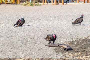 Three turkey vultures next to dead moray eel on the sand at the beach shore, black plumage and red head, sunny spring day in Loreto, Baja California Sur, Mexico