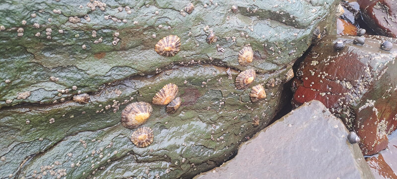 Limpets clinging to rocky shoreline at low tide - Powered by Adobe
