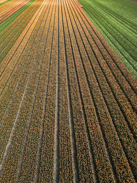 Aerial view of a patchwork quilt of vibrant tulip fields, a symphony of colors stitched across the landscape in neat rows, Beverwijk, Netherlands.