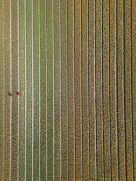 Aerial view of parallel lines forming a geometric tapestry across the earth, a testament to agriculture's artistry, Beverwijk, Netherlands.