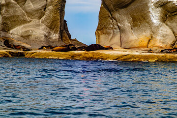 Sea and coastal shore with group of seals sleeping peacefully, walls of rock formations in background, protected species of National Marine Park, Coronado Island in Baja California Sur, Mexico