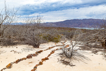 Sandy coastal landscape with stone-marked trail, abundant bare plants and shrubs, cloudy day in Coronado Island Protected Area, Loreto Bay National Marine Park in Baja California Sur, Mexico