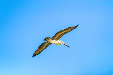 Pelican flying peacefully against blue sky, seen from low angle perspective, wings spread, brown, white and gray plumage, sunny day in Loreto, Baja California Sur, Mexico