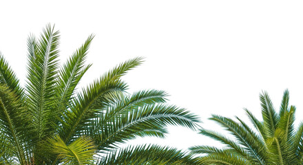 Obraz premium Palm fronds ascend amid abstract psychedelic patterns