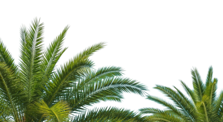 Palm fronds ascend amid abstract psychedelic patterns