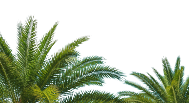 Palm fronds ascend amid abstract psychedelic patterns
