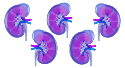 Five stylized purple kidneys isolated on white showcasing medical anatomical structure for educational or scientific usage