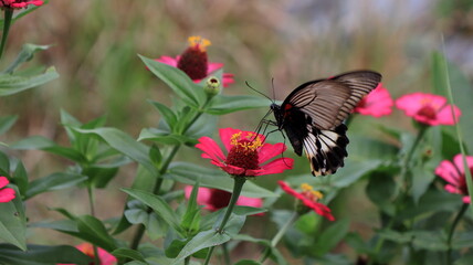 Beautiful Black Butterfly Feeding on Pink Zinnia Flower in Natural Garden