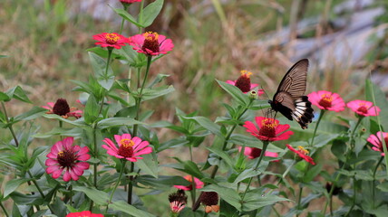 Beautiful Black Butterfly Feeding on Pink Zinnia Flower in Natural Garden