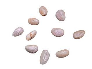 a jackfruit seeds isolated on a transparent background