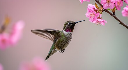 A stunning hummingbird in its natural habitat, amidst vibrant pink floral beauty.