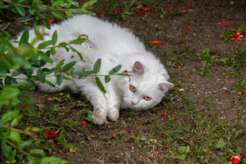 A white cate lies nestled in the earth, partially veiled by branches and scattered red petals