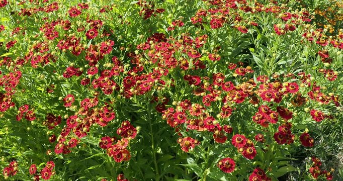 (Helenium x cultorum) Sonnenbraut. Pr&auml;chtige B&uuml;schel roter Bl&uuml;ten um br&auml;unliche Scheiben auf hohen, aufrechten Stielen mit dichtem, lanzettlichen gr&uuml;nen Laub

