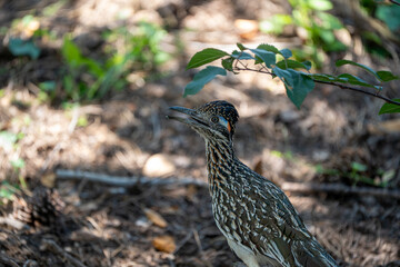 Greater roadrunner in woods