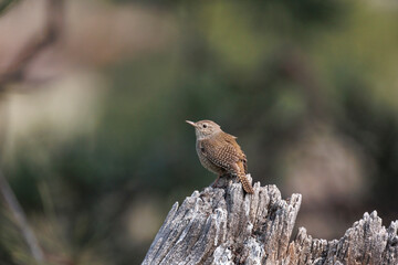 Beautiful house wren with soft bokeh background