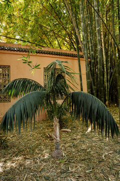 Marrakech Jard&iacute;n Majorelle