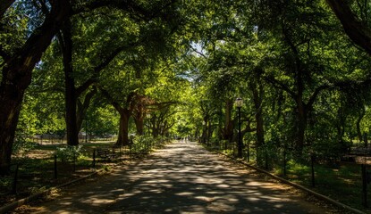 Obraz premium Sunlight-dappled path through leafy park trees