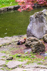 Fuente en un Parque Publico en Asturias.
