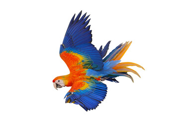 Colorful flying Camelot Macaw parrot isolated on transparent background png file	