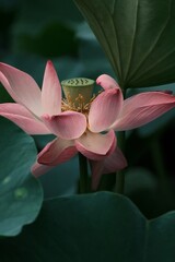 Lotus blossoms in a summer pond