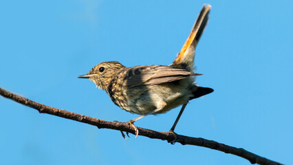 sparrow on a branch