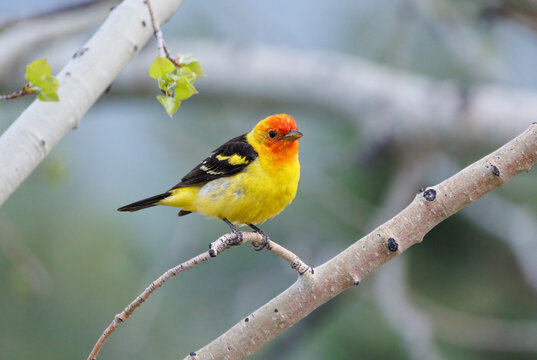 bright western tanager on an aspen branch