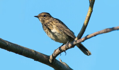 sparrow on a branch
