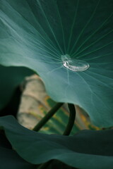 Lotus blossoms in a summer pond