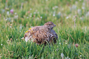 White tailed ptarmigan resting in bed of flowers on the alpine tundra