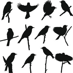 Collection of Diverse Bird Silhouettes Vector Art, Various Poses and Species, Ideal for Nature, Wildlife, Avian, and Environmental Design Projects.