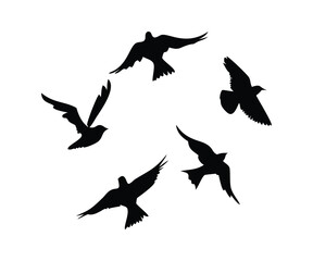 Obraz premium Canary and Sparrow Bird Silhouette Set Minimal Vector Birds in Singing, Flying and Perched Poses