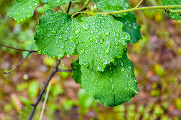 Fresh Green Leaves aspen with Water Droplets on Branches